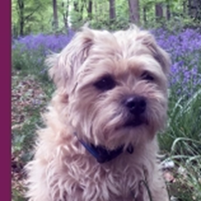 Womble the Dog Womble the Dog profile picture